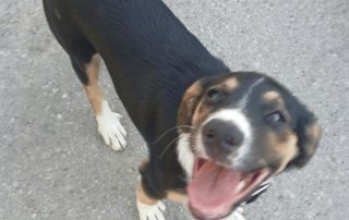 2026_Nordic-Strays-Sheyla_00 (8)