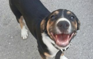 2026_Nordic-Strays-Sheyla_00 (9)