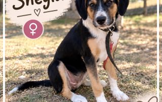 2026_Nordic-Strays-Sheyla_000