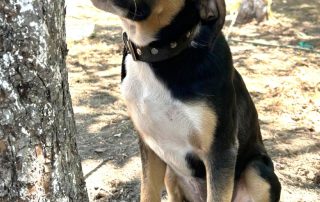 2026_Nordic-Strays-Sheyla_003