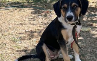 2026_Nordic-Strays-Sheyla_004