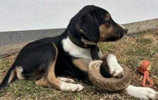 2026_Nordic-Strays-Sheyla_005