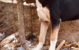 2026_Nordic-Strays-Sheyla_007