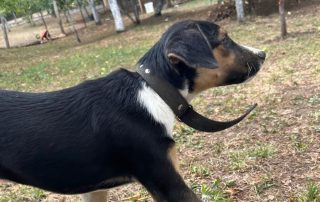 2026_Nordic-Strays-Sheyla_009