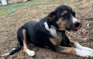 2026_Nordic-Strays-Sheyla_010