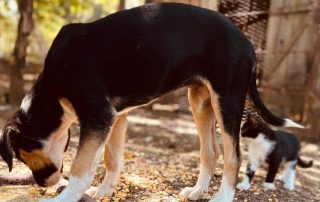 2026_Nordic-Strays-Sheyla_015