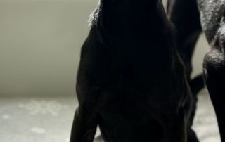2026_Nordic-Strays-Tini_003
