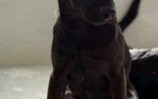 2026_Nordic-Strays-Tini_004