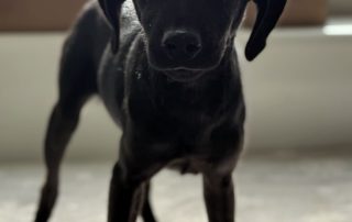 2026_Nordic-Strays-Tini_006