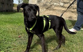 2026_Nordic-Strays-Tini_007