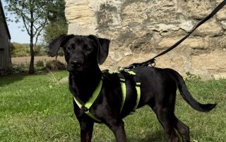 2026_Nordic-Strays-Tini_008