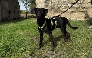 2026_Nordic-Strays-Tini_009