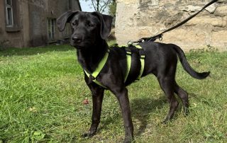 2026_Nordic-Strays-Tini_010