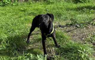2026_Nordic-Strays-Tini_011