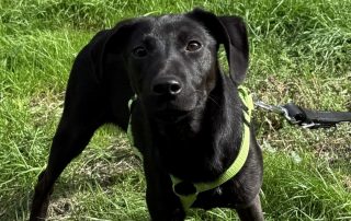 2026_Nordic-Strays-Tini_013
