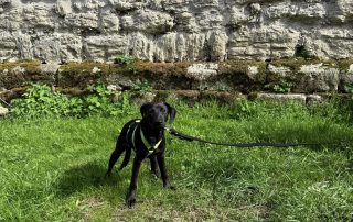 2026_Nordic-Strays-Tini_014