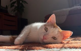 IMG_3899