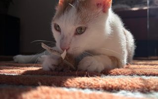 IMG_3900