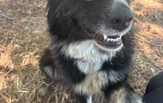 Tula3