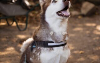 2026_Nordic-Strays-Ares_001