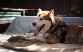 2026_Nordic-Strays-Ares_002