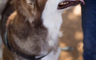 2026_Nordic-Strays-Ares_003