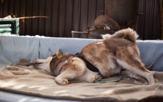 2026_Nordic-Strays-Ares_004