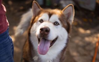 2026_Nordic-Strays-Ares_005