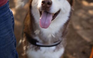 2026_Nordic-Strays-Ares_006