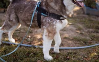 2026_Nordic-Strays-Ares_007