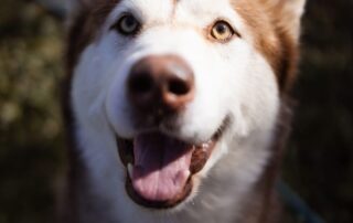 2026_Nordic-Strays-Ares_008