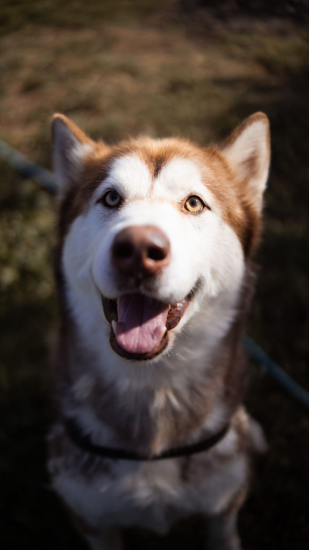 2026_Nordic-Strays-Ares_008