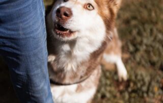 2026_Nordic-Strays-Ares_009