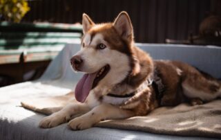 2026_Nordic-Strays-Ares_010