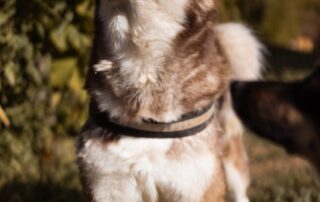 2026_Nordic-Strays-Ares_011