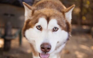 2026_Nordic-Strays-Ares_012