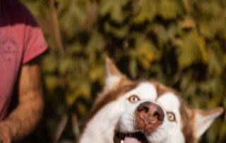 2026_Nordic-Strays-Ares_013