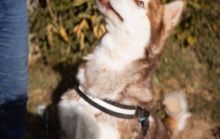 2026_Nordic-Strays-Ares_014