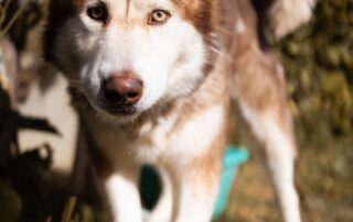 2026_Nordic-Strays-Ares_015