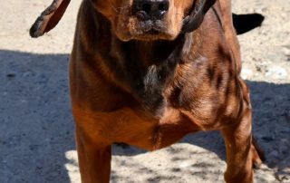 2026_Nordic-Strays-Argo_006