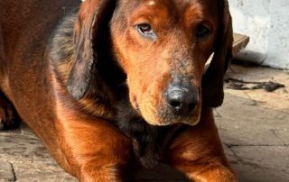 2026_Nordic-Strays-Argo_01