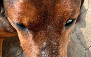 2026_Nordic-Strays-Argo_02