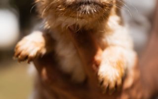 2026_Nordic-Strays-Baer_001