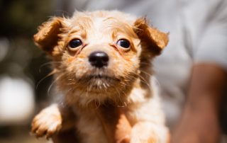 2026_Nordic-Strays-Baer_004