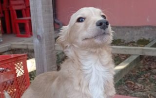 2026_Nordic-Strays-Baer_005