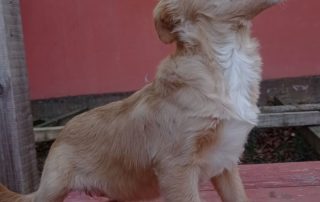 2026_Nordic-Strays-Baer_006
