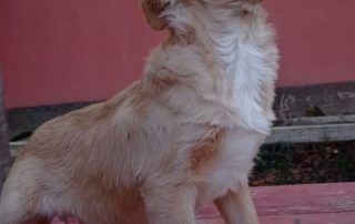 2026_Nordic-Strays-Baer_007