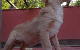 2026_Nordic-Strays-Baer_008