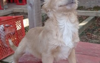 2026_Nordic-Strays-Baer_009