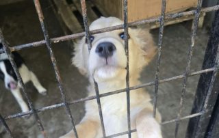 2026_Nordic-Strays-Baer_011